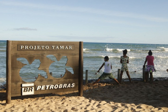 Notícia - Tamar comemora 40 anos com 40 milhões de tartarugas soltas