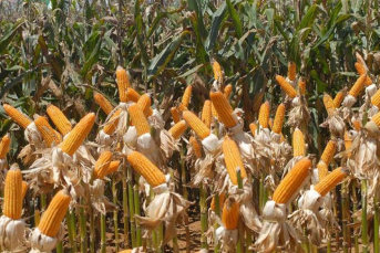 Notícia - Agronegócio brasileiro exportou US$ 96,8 bilhões em 2019