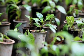 Notícia - Dia do Meio Ambiente será celebrado com entrega de mudas drive-thru