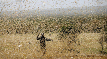 Notícia - Epagri em alerta contra os gafanhotos em Santa Catarina