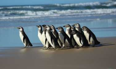 Notícia - Rede de atendimento cuidará de pinguins resgatados na costa brasileira