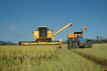 Notícia - Apesar de redução na área cultivada, safra de arroz permanece estável