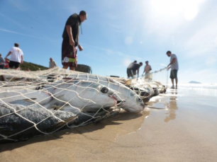 Notícia - Safra da Tainha: Licença para pescadores é indeferida por falta de documentação