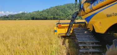 Notícia - Santa Catarina dá início a colheita do arroz com lançamento de novo cultivar