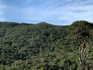 Notícia - Santa Catarina reduziu desmatamento em 22%, aponta Atlas da Mata Atlântica