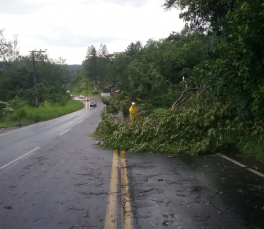 Notícia - Após chuvas e ventos em Urussanga, árvores caem sobre SC-108