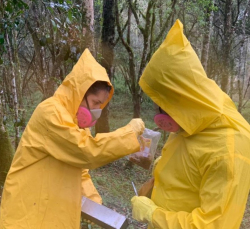 Notícia - Saúde intensifica ações de controle da Hantavirose em SC