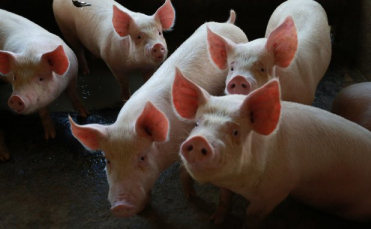 Notícia - Santa Catarina comemora abertura do mercado canadense para a carne suína 