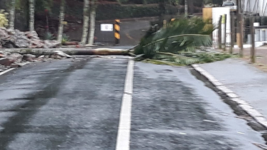 Notícia - Criciúma: Muro cede e palmeira invade pista 