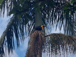 Notícia - Pesquisadores da Epagri identificam áreas para produção de açaí em SC