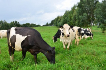 Notícia - Estado investe R$ 7,2 milhões para incentivar a produção de leite e carne