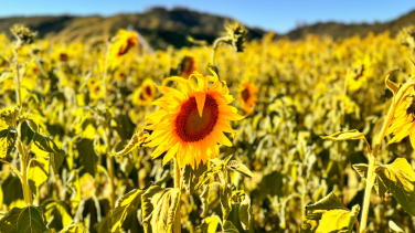 Notícia - Campo de girassóis volta a florir em Pedras Grandes (FOTOS E VÍDEO)