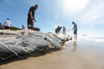 Notícia - Governo publica medidas de proteção para pesca da tainha