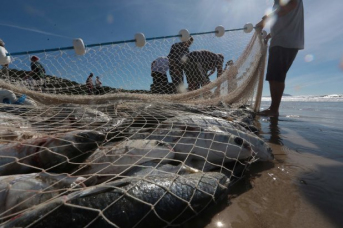 Notícia - Pesca de arrasto é liberada em Santa Catarina