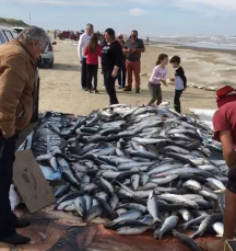 Notícia - Pescadores comemoram safra da tainha (VÍDEO) 