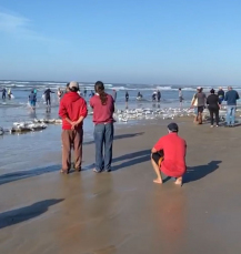 Notícia - Somente nesta terça-feira, cerca de 18 toneladas de tainha foram capturadas no Sul (VÍDEO) 