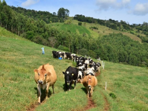 Notícia - Pesquisa da Epagri visa reduzir emissão de gases do efeito estufa na pecuária catarinense