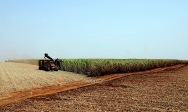 Notícia - Estoque de produtos agrícolas tem queda de 17% no primeiro semestre