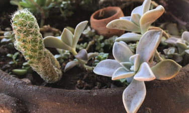 Notícia - Pandemia e isolamento aumentam procura por cultivo de plantas em casa