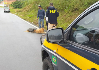 Notícia - Cães atropelados são resgatados pela PRF em SC