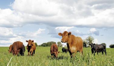 Notícia - Caixa deve liberar R$7,5 bi para agronegócio