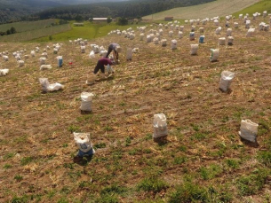 Notícia - SC se mantém como o maior produtor de cebola do país