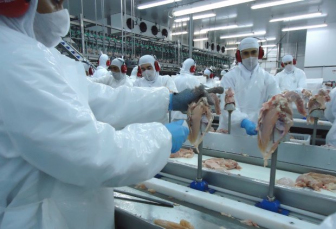 Notícia - Estado retoma crescimento nas exportações de carne de frango