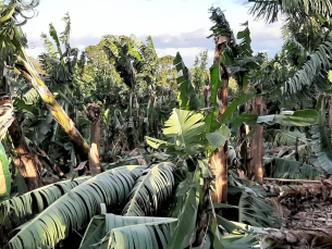 Notícia - Prejuízo na produção de banana pode chegar a R$ 50 mi