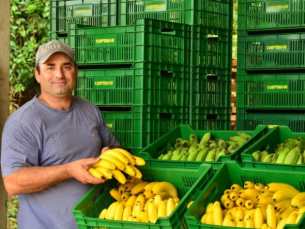 Notícia - Produção de banana se recupera em SC e deve ser 50% maior em comparação a 2021