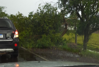 Notícia - Cinco árvores caíram na pista da SC-285 em Turvo