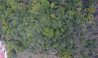 Notícia - Mata Atlântica é o bioma com maior captação de água do país