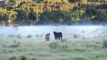 Notícia - Mais uma geada na serra catarinense 