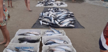 Notícia - Pescadores do Rincão capturam cerca de 500 quilos de tainha por dia na temporada