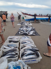 Notícia - Pescadores de Balneário Rincão capturam mais de uma tonelada de tainha (VÍDEO)