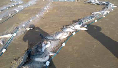 Notícia - O drama dos pescadores durante a pandemia do coronavírus 