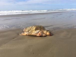 Notícia - Tartaruga marinha é encontrada morta no Balneário Rincão