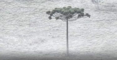 Notícia - A primeira temperatura negativa do ano em Santa Catarina