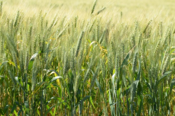 Notícia - Estado amplia em 15% a área plantada de trigo