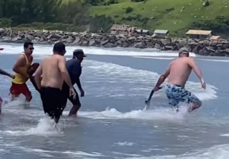 Notícia - Laguna: tubarão-martelo surpreende banhistas na Praia do Mar Grosso