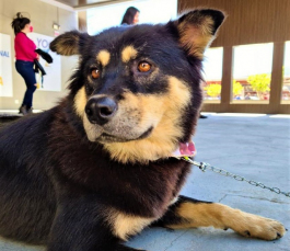 Notícia - Criciúma Shopping receberá mais uma feira de adoção de animais