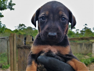 Notícia - Sábado tem feira de adoção de animais no Criciúma Shopping