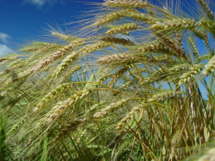 Notícia - Boletim Agropecuário aponta aumento de 100% na produção catarinense de trigo