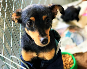 Notícia - Fim de semana terá adoção de animais e ações de Natal no Criciúma Shopping