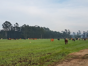 Notícia - Plantação de aveia e azevém deu um acréscimo de até 25% na produção de leite em Içara