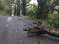 Árvore caída em Siderópolis. Foto: Divulgação