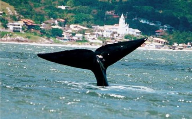 Segue emperrado o turismo de observação de baleias em SC